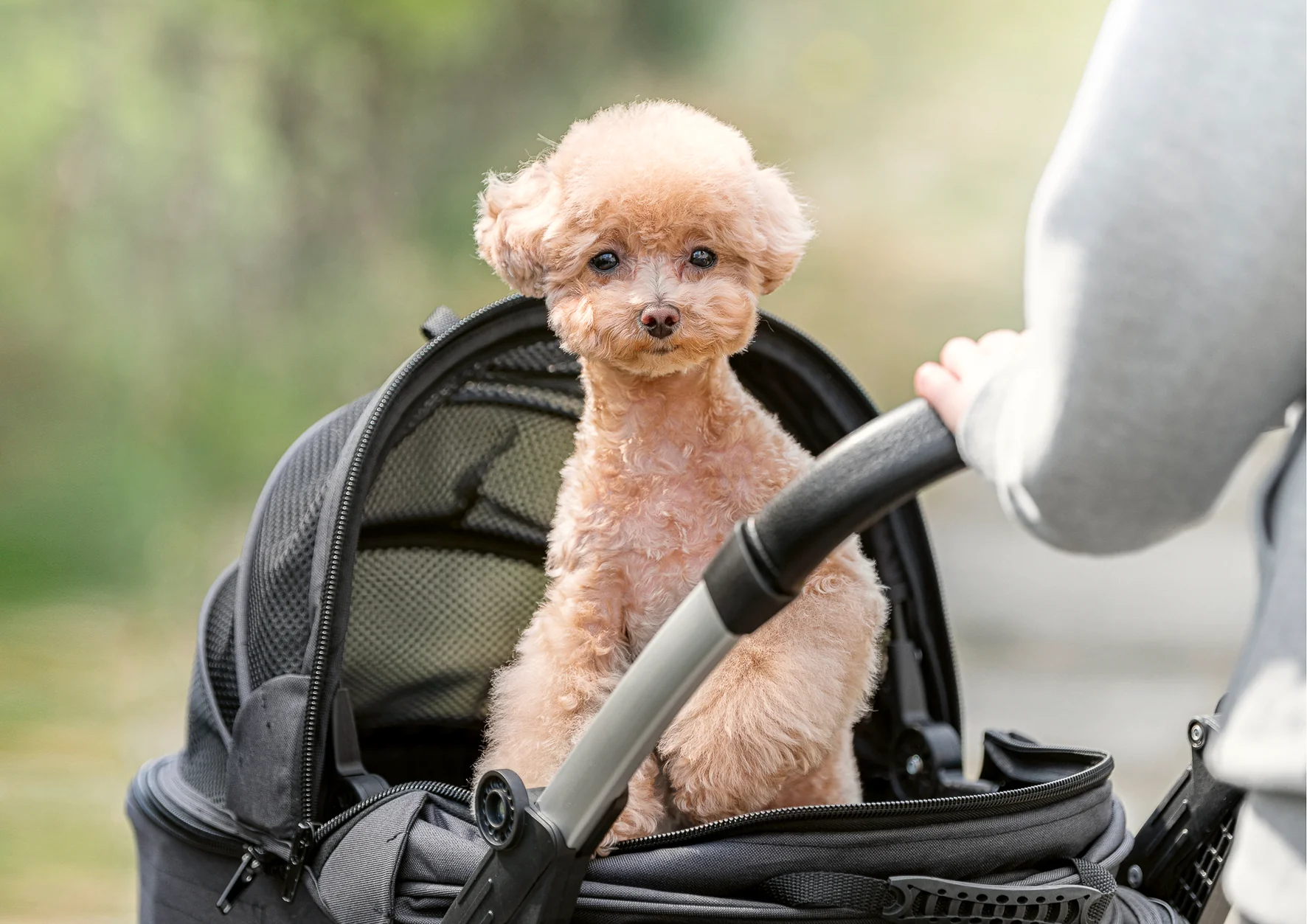 NELLO One Touch Folding Pet Stroller (NSR-CA04AT) - Image 6